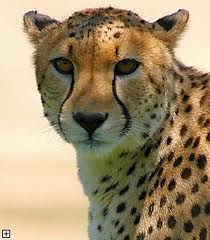 gepard