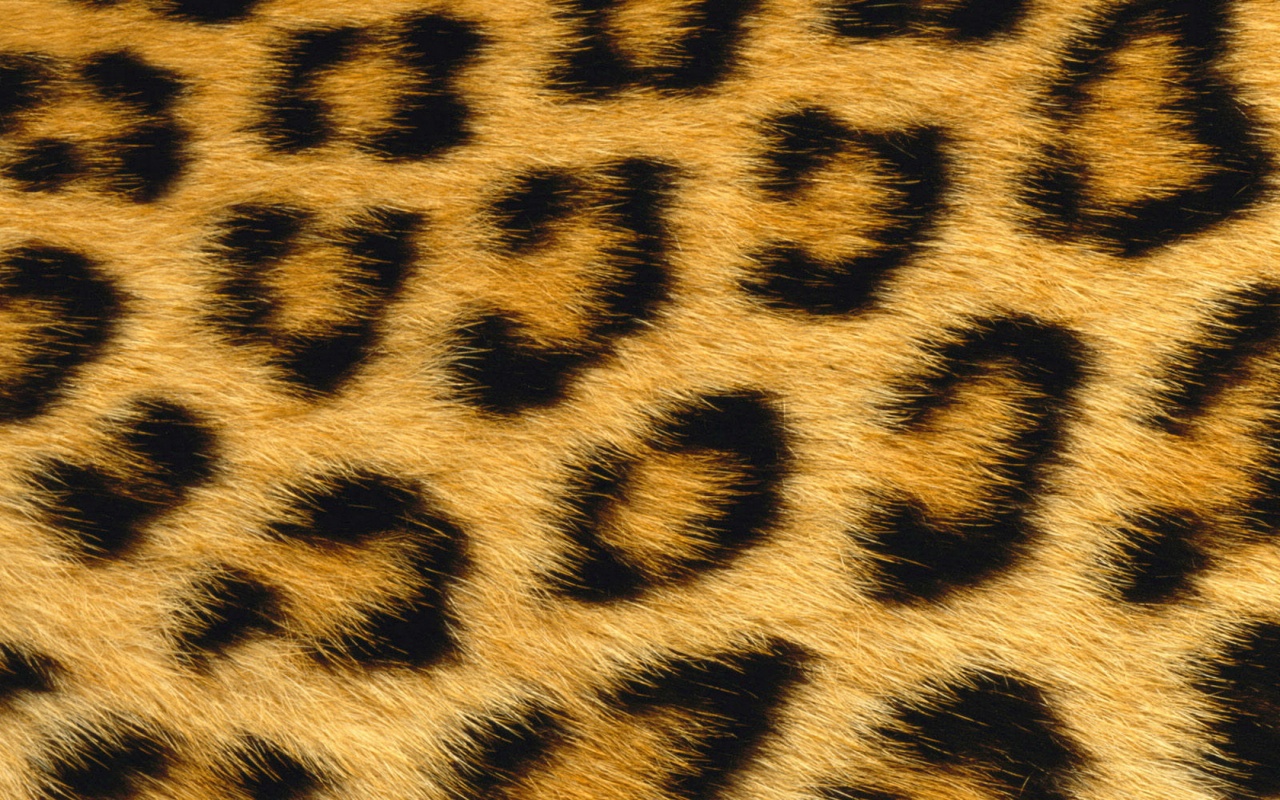 Leopard  skin
